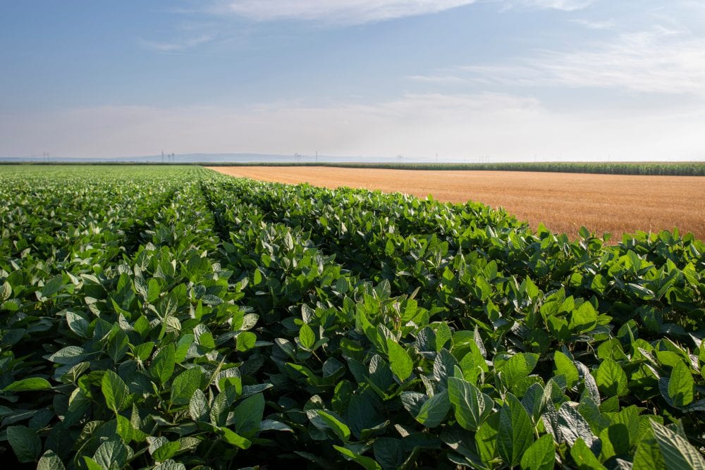 adubação verde