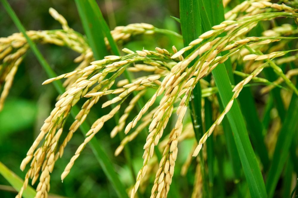 produção de arroz
