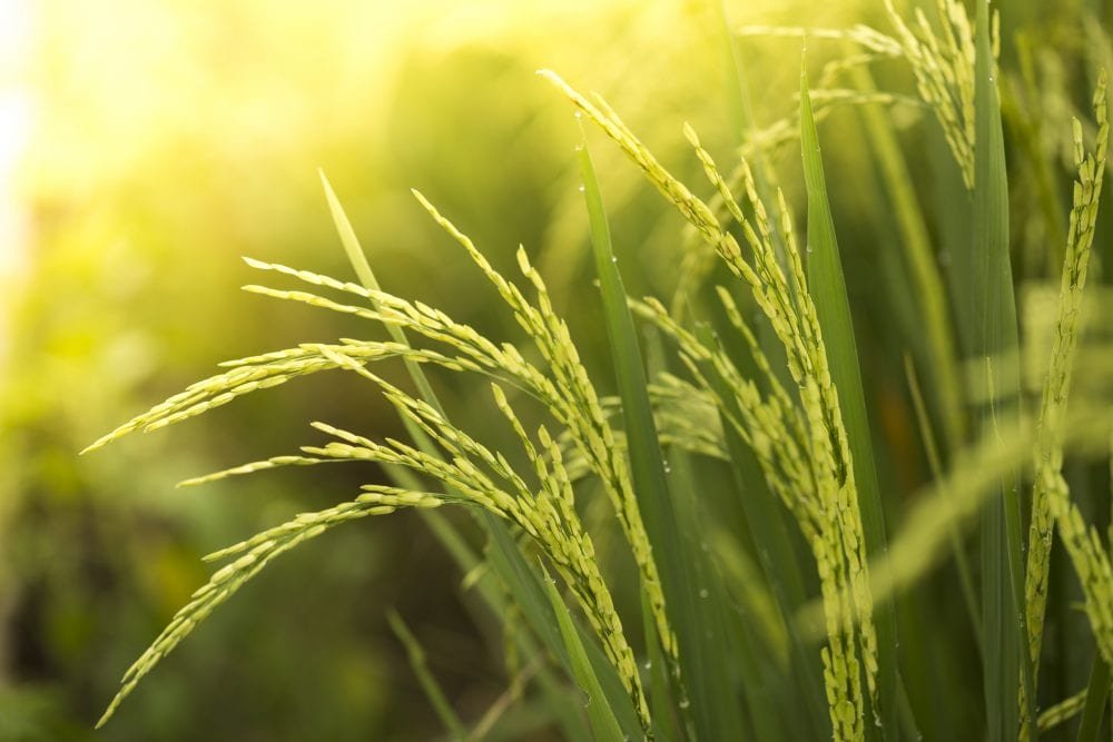 tecnologias na produção de arroz