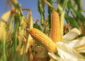 cálculo de perdas na colheita de milho