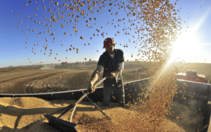 evitar perdas na colheita de milho